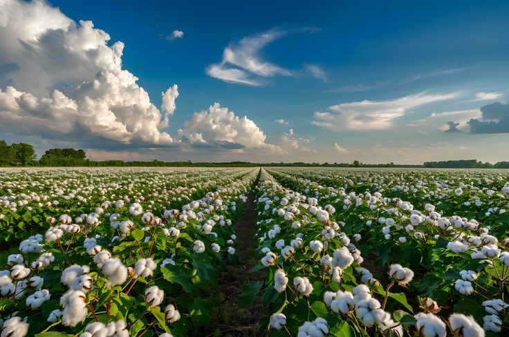 About us cotton