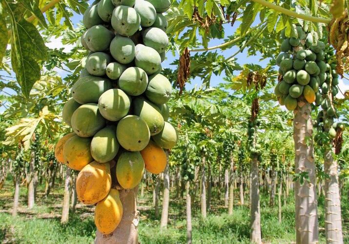 About us papaya & sapota (1) (1)